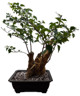 Bougainvillea - Pre-bonsai specimen (red) BO-107-P